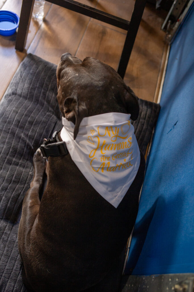 Bride and groom's pup